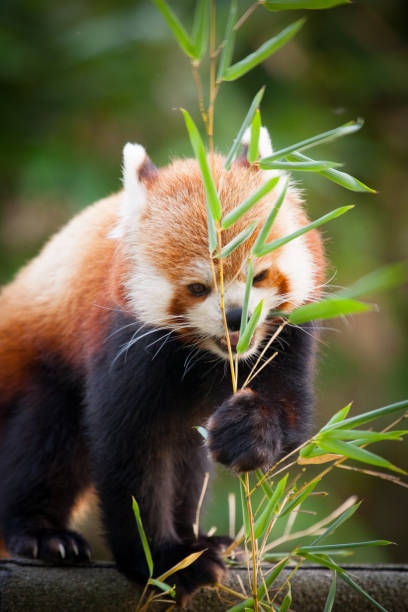 Red panda bear, Ailurus fulgens, in his natural habitat. Beautiful Red panda or lesser panda, sitting between the trees, feeding from the green bamboo leaves. Red panda bear, Ailurus fulgens, in his natural habitat. red panda small panda raccoon family stock pictures, royalty-free photos & images