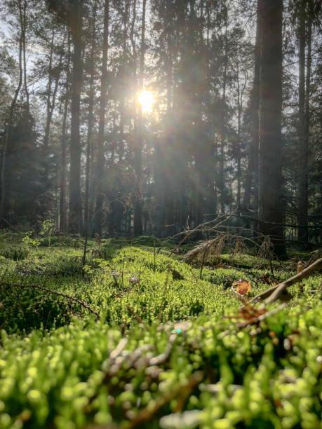 istock Early morning sunrise 1187914441