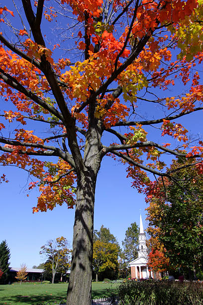 istock Colorful tree and historic church 118791458