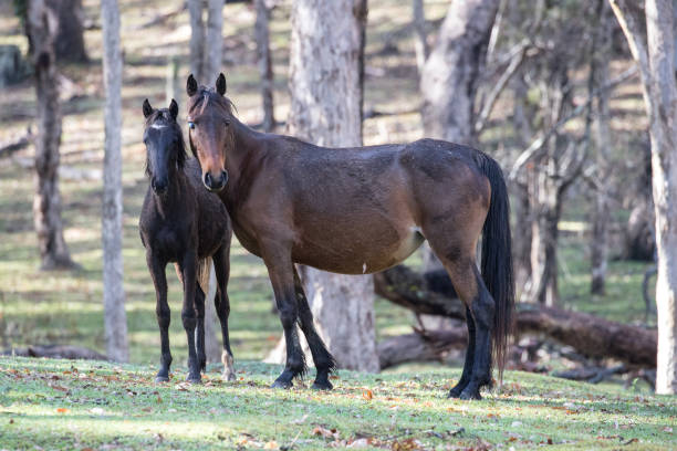 Wild Horses or Brumby's, Koombit Tops National Park Queensland Australia