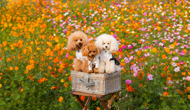 istock 3 toy poodles 1187921164
