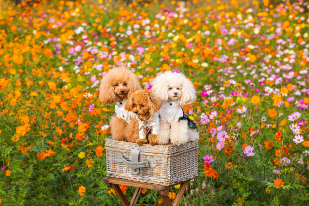 3 toy poodles
