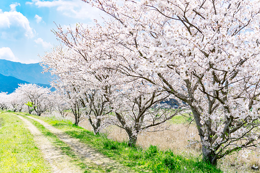 landscape of the cherry blossom