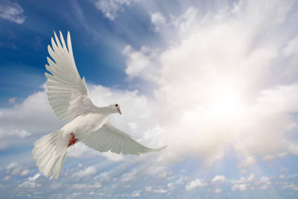 istock white dove flying on sky in beautiful light for freedom concept 1187923052