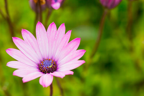 istock whie and purple flower, daisy 1187924767