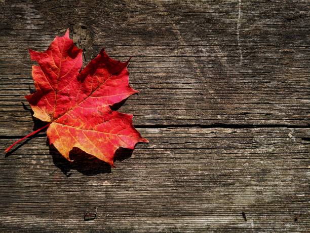 istock Autumn maple leaf on the picnic table,Ontario, Canada 1187925664