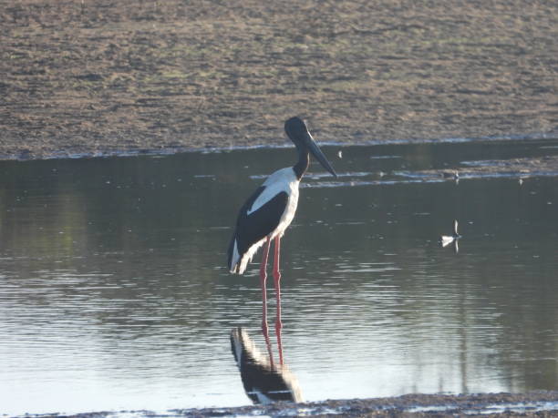 istock Bird standing in water 1187927349