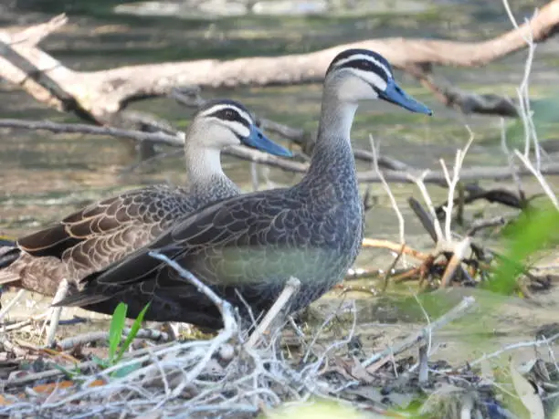 Pacific black ducks standing on river bank.