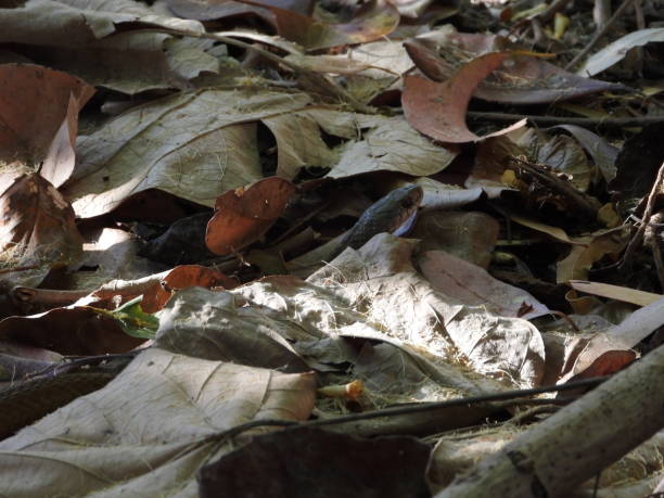 istock Snake in the leaves 1187928298