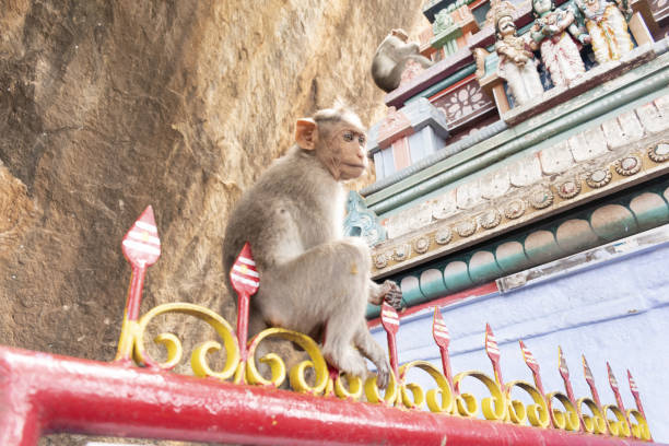 Monkey near the Temple stock photo