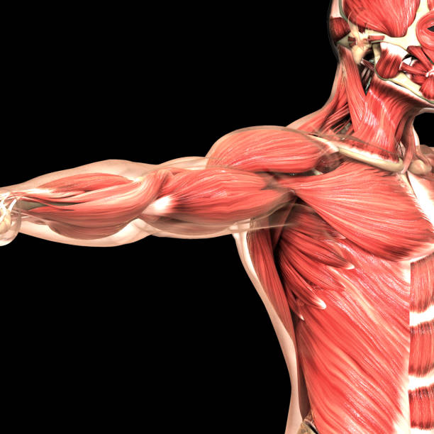 Human Body Muscular System Anatomy 3D Illustration Concept of Human Body Muscular System Anatomy 3d human muscle stock pictures, royalty-free photos & images