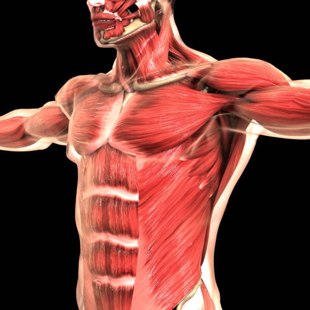 istock Human Body Muscular System Anatomy 1187930830