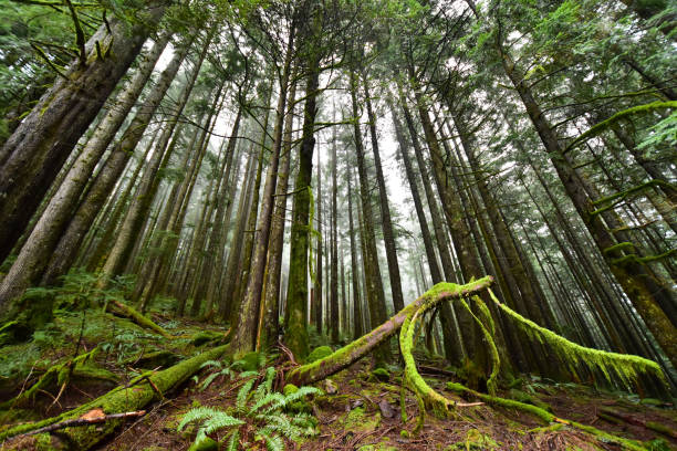 istock Norvan falls hike in north Vancouver 1187930883