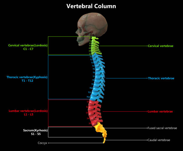 istock Vertebral Column of Human Skeleton System Anatomy 1187931724