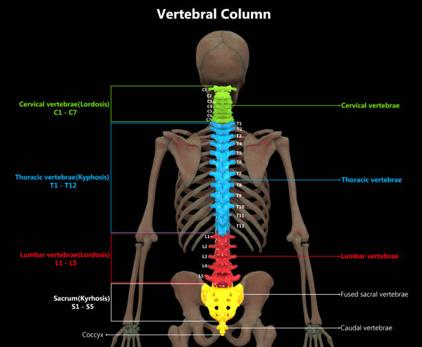 istock Vertebral Column of Human Skeleton System Anatomy 1187931739