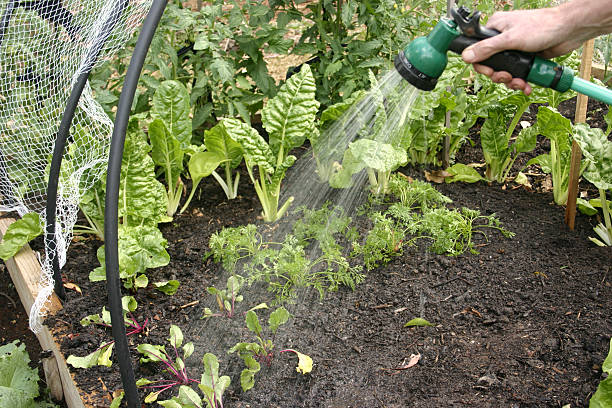 istock Watering Vegetable Garden Handheld Sprayer 118793235