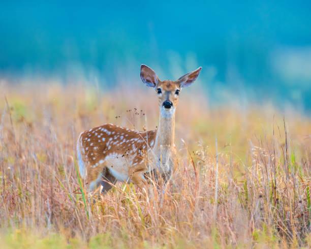 istock White-tailed Deer Fawn 1187933089
