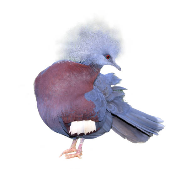 istock Victoria Crowned Pigeon 1187934748
