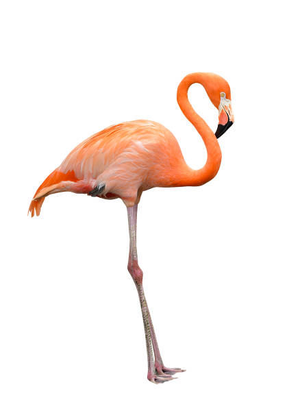 istock American or Caribbean Flamingo 1187934774