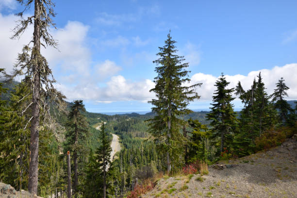 istock Mountain Forest View in Summer from Mount Washington British Columbia Canada 1187936428