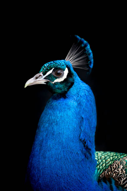 Peacock Portrait on Black stock photo