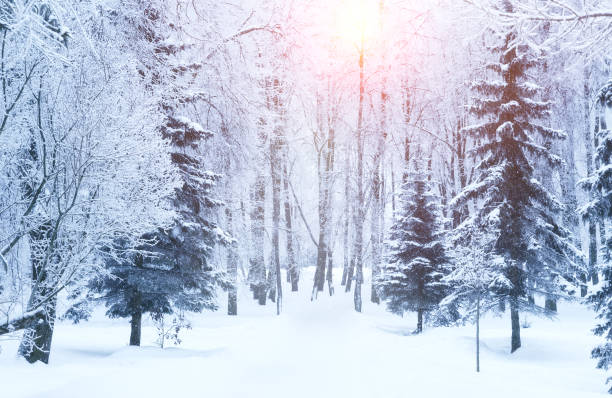 istock Winter fir tree Christmas scene with sunlight. 1187945916