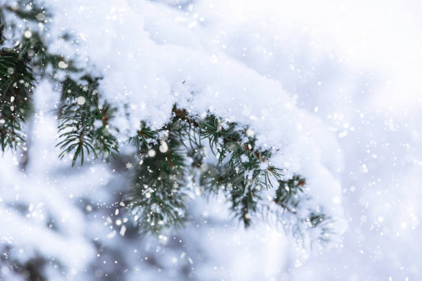 istock Winter fir tree Christmas scene with sunlight. 1187945922