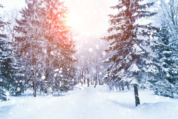 istock Winter fir tree Christmas scene with sunlight. 1187947214