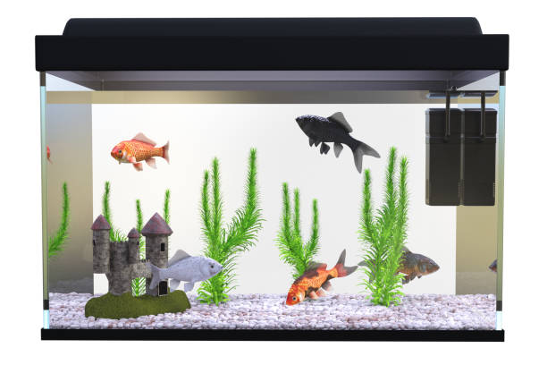 istock Fish tank / Aquarium with gold fish and plants isolated on white, 3d render. 1187948327