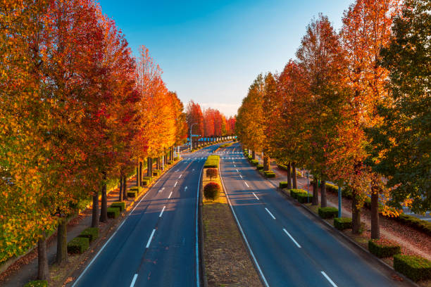 Landscape of autumn tress with a leading road in Tsukuba, Japan stock photo