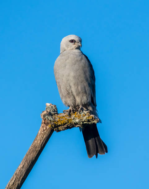 istock Mississippi Kite 1187950272