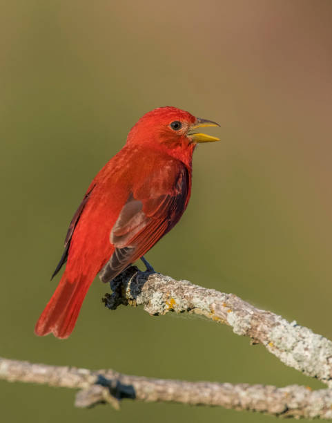 istock Male Summer Tanager on a perch 1187950818