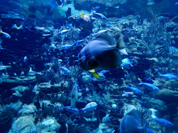 istock Schools of Teira Batfish (platax teira; white and black stripes) and Surgeonfish (yellow fin, black and blue body and tail) 1187950850