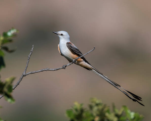 istock Male Scissortail Flycatcher 1187950897