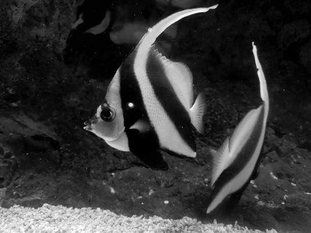 istock Angelfish, back and white stripes with yellow fins and tail 1187951110