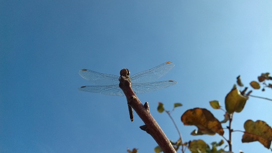 A dragonfly beetle was placed on the branch of the pistachio tree.