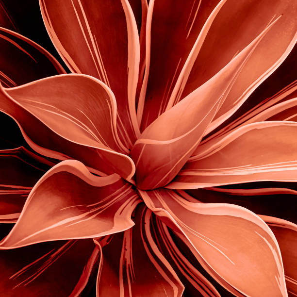 istock Maui Succulent Plant, Colored Orange 1187954197