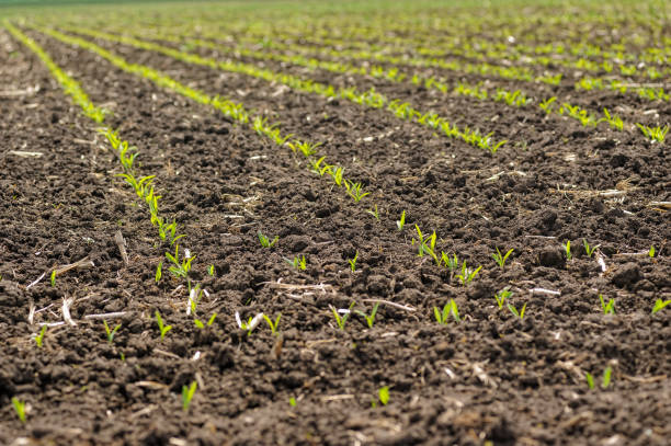 istock Plogged agricultural field 1187956289