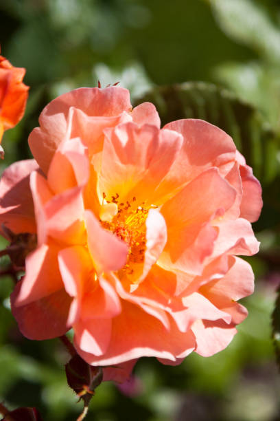 istock Red hibiscus flower 1187956439