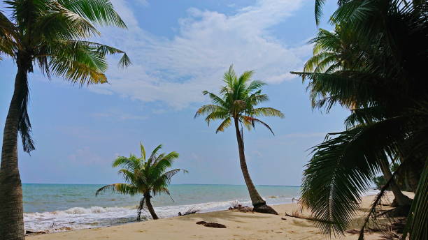 istock coconut trees on the beach on relax sky and sea day 1187958655