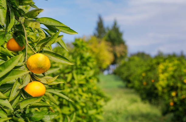 istock Citrus Unshiu (Tangerine) Garden 1187960382