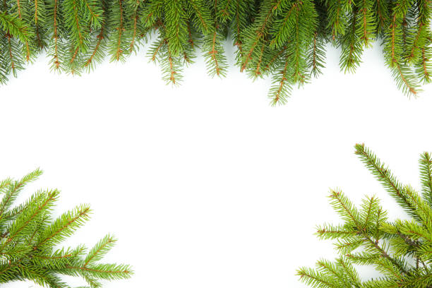 istock white background with green spruce branches and copy space 1187960466
