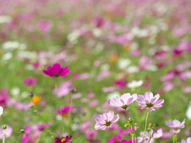istock Cosmos field in full bloom 1187961561
