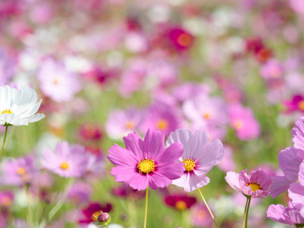 istock Cosmos field in full bloom 1187961583