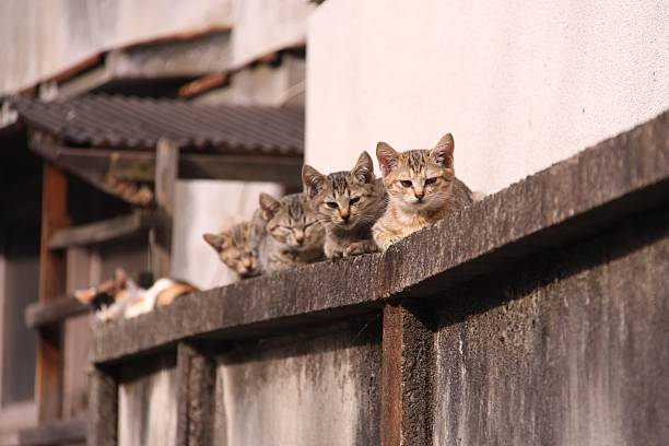 노숙자 고양이 도쿄 - eaves 뉴스 사진 이미지