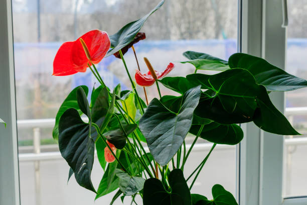 Pink blooming anthurium flower in window sill. domestic gardening. Home plant Pink blooming anthurium flower in window sill. domestic gardening. Home plant anthurium stock pictures, royalty-free photos & images