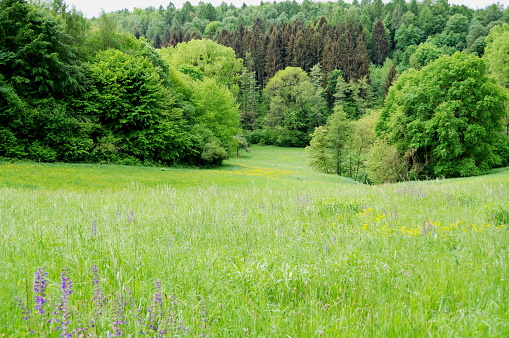 Beautiful flower garden