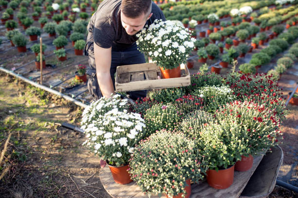 istock Young man working on a flower plantation 1187966445
