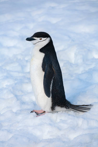 pingwin chinstrap - szetlandy południowe - antarktyda - shetland islands zdjęcia i obrazy z banku zdjęć