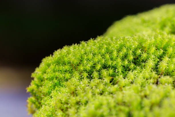 Bonsai - Cute Polytrichum juniperinum stock photo